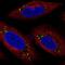 Major Facilitator Superfamily Domain Containing 14A antibody, NBP2-57998, Novus Biologicals, Immunofluorescence image 