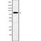 G Elongation Factor Mitochondrial 1 antibody, abx215597, Abbexa, Western Blot image 