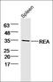 Prohibitin 2 antibody, orb185934, Biorbyt, Western Blot image 