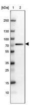 Retinoblastoma-binding protein 5 antibody, PA5-63522, Invitrogen Antibodies, Western Blot image 