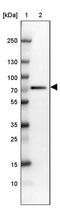 RB Binding Protein 5, Histone Lysine Methyltransferase Complex Subunit antibody, PA5-63522, Invitrogen Antibodies, Western Blot image 