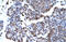 C-Terminal Binding Protein 1 antibody, 27-608, ProSci, Immunohistochemistry paraffin image 