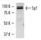 Sp1 Transcription Factor antibody, LS-C176472, Lifespan Biosciences, Western Blot image 