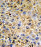 Decorin antibody, LS-C99324, Lifespan Biosciences, Immunohistochemistry frozen image 