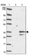 Myeloma Overexpressed antibody, PA5-53016, Invitrogen Antibodies, Western Blot image 