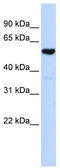 Glutaminyl-TRNA Amidotransferase Subunit QRSL1 antibody, TA344152, Origene, Western Blot image 