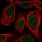 LUC7 Like antibody, PA5-66014, Invitrogen Antibodies, Immunofluorescence image 