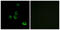 Olfactory Receptor Family 2 Subfamily M Member 5 antibody, LS-C120852, Lifespan Biosciences, Immunofluorescence image 