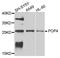 POP4 Homolog, Ribonuclease P/MRP Subunit antibody, orb373233, Biorbyt, Western Blot image 