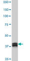 Muscleblind Like Splicing Regulator 1 antibody, LS-B4372, Lifespan Biosciences, Western Blot image 