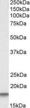 Cystatin C antibody, PA1-31545, Invitrogen Antibodies, Western Blot image 