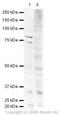 PAF1 Homolog, Paf1/RNA Polymerase II Complex Component antibody, ab20662, Abcam, Western Blot image 