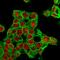 Glypican 3 antibody, GTX34764, GeneTex, Immunofluorescence image 