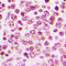 GPR43 antibody, LS-C358987, Lifespan Biosciences, Immunohistochemistry frozen image 