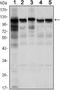 Hexokinase 1 antibody, NBP1-51639, Novus Biologicals, Western Blot image 