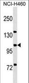 MCF.2 Cell Line Derived Transforming Sequence Like antibody, LS-B9783, Lifespan Biosciences, Western Blot image 