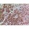 Annexin A7 antibody, LS-C387129, Lifespan Biosciences, Immunohistochemistry frozen image 