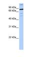 Zinc Finger Protein 700 antibody, orb325602, Biorbyt, Western Blot image 