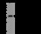 OTU Domain Containing 6B antibody, 203990-T36, Sino Biological, Western Blot image 