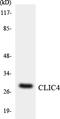 Chloride Intracellular Channel 4 antibody, LS-C291821, Lifespan Biosciences, Western Blot image 