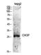 DNA Damage Inducible Transcript 3 antibody, A00311, Boster Biological Technology, Western Blot image 