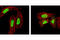 Heterogeneous Nuclear Ribonucleoprotein K antibody, 4675S, Cell Signaling Technology, Immunofluorescence image 
