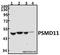 Proteasome 26S Subunit, Non-ATPase 11 antibody, GTX66726, GeneTex, Western Blot image 