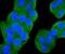 Phosphatidylinositol-4,5-bisphosphate 3-kinase catalytic subunit alpha isoform antibody, NBP2-67059, Novus Biologicals, Immunofluorescence image 