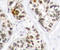 RELB Proto-Oncogene, NF-KB Subunit antibody, LS-C335893, Lifespan Biosciences, Immunohistochemistry paraffin image 