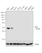 Interferon Regulatory Factor 8 antibody, 39-8800, Invitrogen Antibodies, Western Blot image 