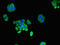 Proteasome Subunit Alpha 1 antibody, LS-C679225, Lifespan Biosciences, Immunofluorescence image 