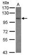 Glutamate receptor, ionotropic kainate 3 antibody, GTX108489, GeneTex, Western Blot image 