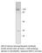 Calcium Sensing Receptor antibody, CASR-101AP, FabGennix, Western Blot image 