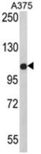 Tectonin Beta-Propeller Repeat Containing 1 antibody, AP17619PU-N, Origene, Western Blot image 