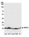 40S ribosomal protein S12 antibody, A305-037A, Bethyl Labs, Western Blot image 