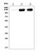 Platelet And Endothelial Cell Adhesion Molecule 1 antibody, A01513-3, Boster Biological Technology, Western Blot image 