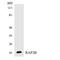 RAP2B, Member Of RAS Oncogene Family antibody, LS-C200564, Lifespan Biosciences, Western Blot image 