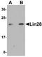 Lin-28 Homolog A antibody, orb94362, Biorbyt, Western Blot image 