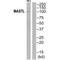 Microtubule Associated Serine/Threonine Kinase Like antibody, A04567, Boster Biological Technology, Western Blot image 