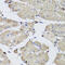 FABP5 antibody, 13-330, ProSci, Immunohistochemistry frozen image 