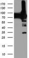 Phosphofructokinase, Platelet antibody, TA503998, Origene, Western Blot image 