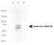 Lamin A/C antibody, NBP1-77401, Novus Biologicals, Western Blot image 