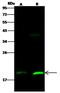 Small ubiquitin-related modifier 3 antibody, GTX02512, GeneTex, Western Blot image 