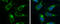 Ornithine Aminotransferase antibody, GTX103893, GeneTex, Immunocytochemistry image 