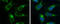 Ornithine aminotransferase, mitochondrial antibody, GTX103893, GeneTex, Immunocytochemistry image 