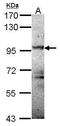 Protein Kinase D2 antibody, TA308724, Origene, Western Blot image 