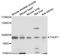 Thimet Oligopeptidase 1 antibody, A8756, ABclonal Technology, Western Blot image 