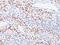 Cyclin Dependent Kinase Inhibitor 1C antibody, NBP2-48153, Novus Biologicals, Immunohistochemistry paraffin image 