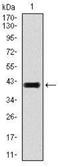 TGF beta antibody, NBP2-22114, Novus Biologicals, Western Blot image 