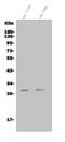 Insulin Induced Gene 1 antibody, A02026-1, Boster Biological Technology, Western Blot image 